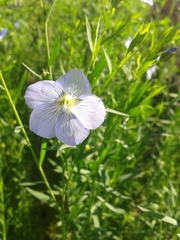 Linum