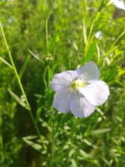 Linum