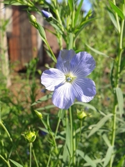 Linum