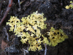 Vulpicida juniperinus