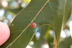 Polystepha symmetrica