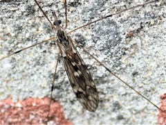 Tipula confusa