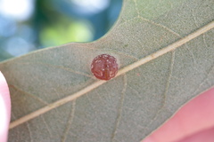 Polystepha symmetrica