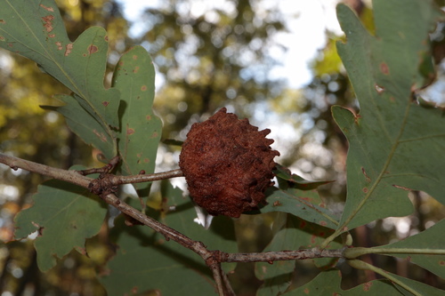 Wool Sower Gall Wasp photo 6