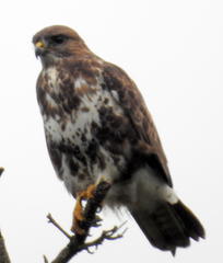 Forest Buzzard photo 5