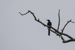 Onychognathus fulgidus