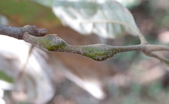 Zapatella quercusmedullae