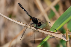 Diplacodes lefebvrii