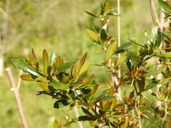 Berberis ruscifolia