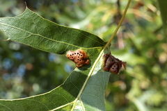 Callirhytis favosa