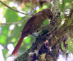 Syndactyla rufosuperciliata