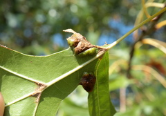 Callirhytis favosa