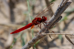 Crocothemis erythraea