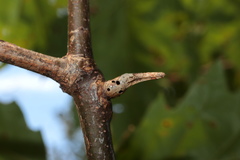 Melikaiella tumifica