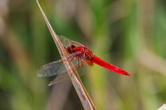 Crocothemis erythraea