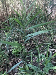 Phragmites australis