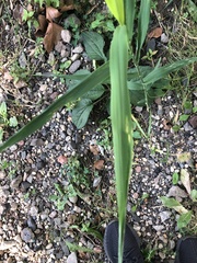 Phragmites australis
