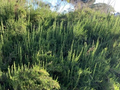 Cliffortia strobilifera