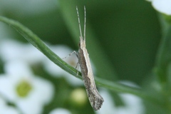 Plutellidae