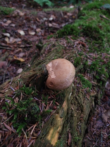 Paxillus involutus (Brown Roll-Rim) — brown cap with inrolled margin and decurrent gills