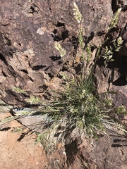 Poa fendleriana