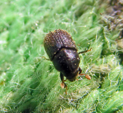 Phloeosinus aubei