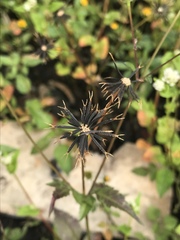 Bidens pilosa pilosa