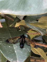 Isanthrene incendiaria