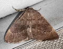 Pachycnemia tibiaria