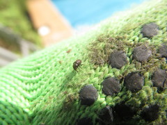 Phloeosinus aubei