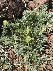 Trifolium andersonii