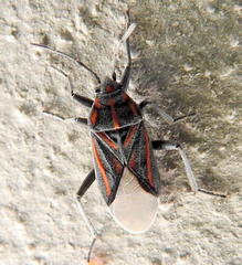 Spilostethus trilineatus