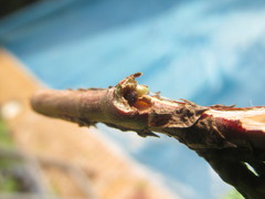 Phloeosinus aubei