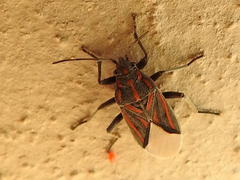 Spilostethus trilineatus