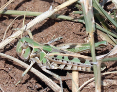 Phlibostroma quadrimaculatum