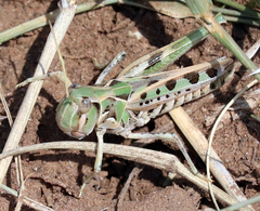 Phlibostroma quadrimaculatum