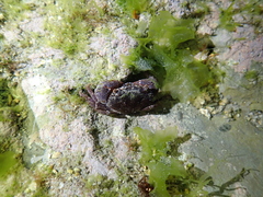 Eriphia ferox