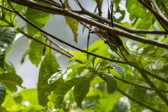 Pogoniulus scolopaceus