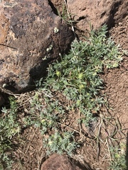 Trifolium andersonii