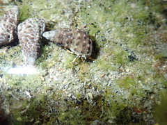 Clibanarius humilis