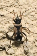 Raglius confusus