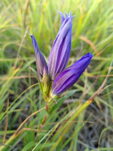 horec pľúcny (Gentiana pneumonanthe)