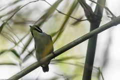 Pogoniulus subsulphureus