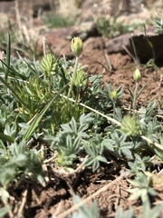 Trifolium andersonii