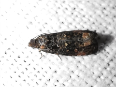 Endothenia ustulana