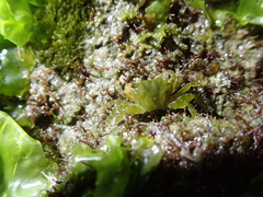 Pachygrapsus minutus