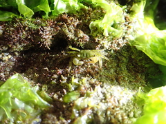 Pachygrapsus minutus