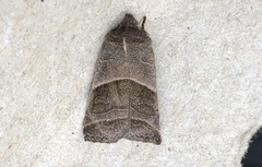 Eupsilia devia