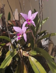 Laelia anceps