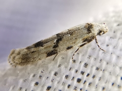 Stenolechia gemmella